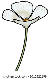 A simple four-petal white poppy.
