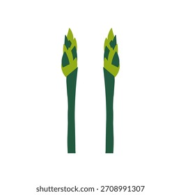 Vector simple de espárragos frescos en blanco - para gráficos culinarios y de nutrición