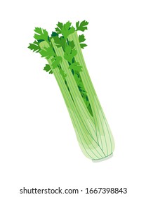 Simple fresh celery with green leaves isolated on white. Natural vegetable, healthy vegetarian food, cultivated plant, organic product vector flat illustration.