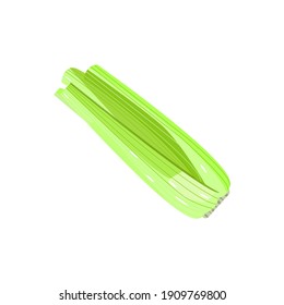 Simple fresh celery without leaves isolated on white. Natural vegetable for celery stalk for juicing, healthy vegetarian food, cultivated plant, organic product vector flat illustration.