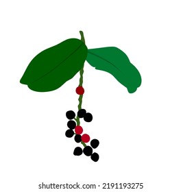 Fruta simple y bunius antipunto con fondo blanco