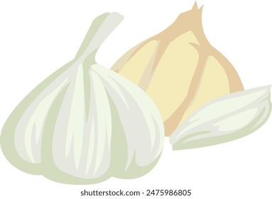 Simple garlic ingredient illustration material
