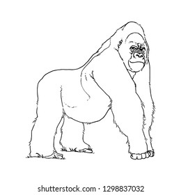 Simple Gorilla Line Art Illustration Vector, Hand Drawn Sketch