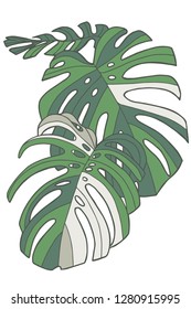 Simple graphic  illustration drawing of tropical Swiss Cheese Windowleaf Monstera Deliciosa variegata plant leaves