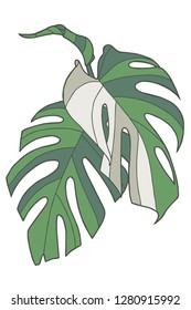 Simple graphic vector illustration drawing of tropical Swiss Cheese Windowleaf Monstera Deliciosa Variegata plant leaves