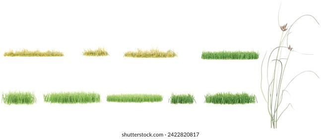 simple grass small,simple grass medium,simple grass large,Bolboschoenus maritimus with transparent background, 3D rendering, for illustration, digital composition, architecture visualization