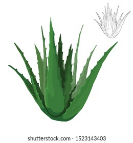 Simple green aloe vera plant vector with outline