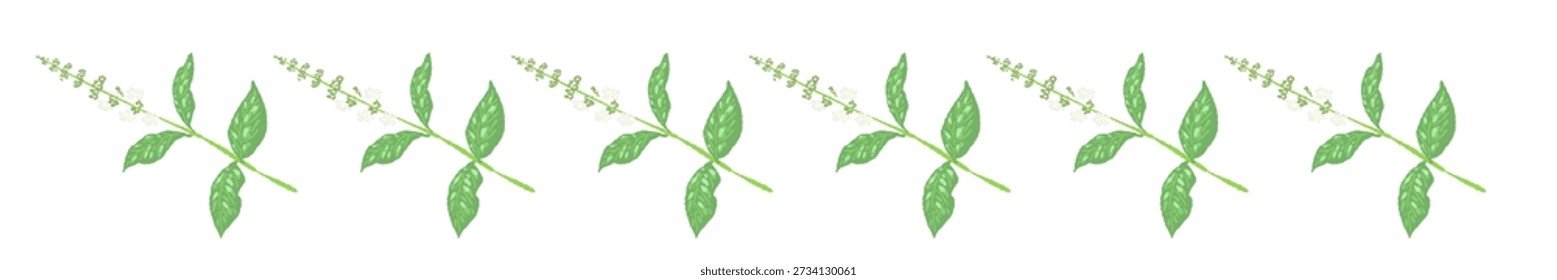 Divisor de línea de albahaca verde simple