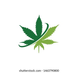 simple green cannabis hemp leaf vector logo template in withe background