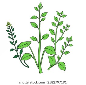 A simple green herb plant illustration, perfect for organic gardening, herbal remedies, and farm to table designs.