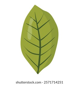 Simple green leaf illustration with smooth edges and detailed veins. Ideal for eco-friendly designs, botanical projects, and nature-inspired decorations