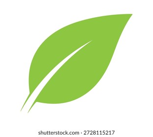 Simple green leaf with prominent central vein.