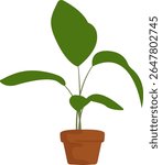 Simple Green Plant in Terracotta Pot