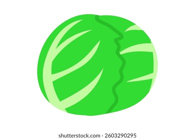 Simple green vector cabbage illustration