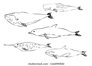simple hand draw sketch mammals at sea