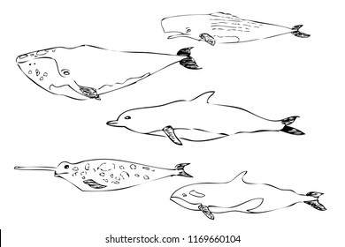 simple hand draw sketch mammals at sea