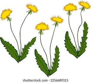 Simple hand drawing illustration of dandelions. Yellow dandelions.