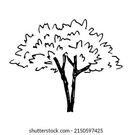 Simple hand drawn black outline vector illustration. Acacia tree isolated on white background. Landscape and nature, vegetation.