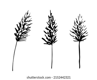 Simple hand drawn black outline vector drawing. Panicles of pampas grass, reeds. Dry plants. Sketch in ink.
