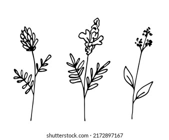 Simple hand drawn black outline vector drawing. Wild flowers on the stem, inflorescences. Field herbs, medical plants. Sketch in ink.