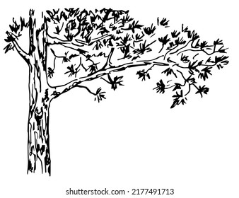 Simple hand drawn black outline vector illustration. Coniferous pine tree, long branch. Trunk and bark, needles. Sketch in ink.