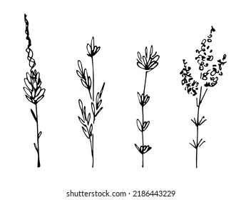 Simple hand drawn black outline vector illustration  Wild wildflowers  meadow grasses  long stem  Sketch in ink 