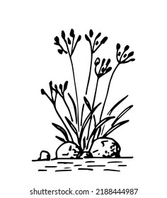 Simple hand drawn black outline vector drawing  Bush wild grass  flowers  Stones   water  plants lakes   rivers  Sketch in ink 