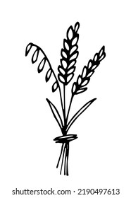 Ilustración simple del vector de contorno negro dibujado a mano. Un montón de orejas de trigo, avena. El ramo de Spikelet de otoño. Cultivos estacionales de grano.