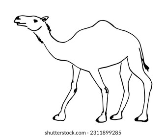 Simple hand drawn black outline vector illustration. Camel, desert animal. Sketch in ink.