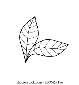 Simple hand drawn branch.Doodle vector illustration for logo, greeting card, seasonal design.Autumn leaves design.