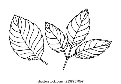 Simple hand drawn doodle. Strawberry leaf. Leave silhouette vector for coloring book. Black thick stroke. vector illustration isolated on white background.