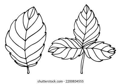 Simple Hand Drawn Doodle. Strawberry Leaf. Leave Silhouette Vector For Coloring Book. Black Thick Stroke. Vector Illustration Isolated On White Background.