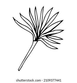 Doodles dibujados a mano. vector de silueta de hojas tropicales. Icono dibujado a mano de la hoja de silueta de palma sobre fondo blanco. Esbozo de dibujos animados: verde Arecaceae, Palmae Palm Leave