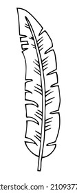Einfache handgezeichnete Doodles. tropische Blätter Silhouette Vektor. Handgezeichnete Silhouettenpalmenblatt-Symbol auf weißem Hintergrund. Cartoon Sketch Element: Grüne Arecaceae, Palmenweg
