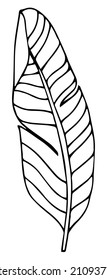 Doodles dibujados a mano. vector de silueta de hojas tropicales. Icono dibujado a mano de la hoja de silueta de palma sobre fondo blanco. Esbozo de dibujos animados: verde Arecaceae, Palmae Palm Leave