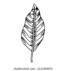 Simple hand drawn doodles. tropical leaves silhouette vector. Hand drawn silhouette palm leaf icon on white background. Cartoon sketch element: greenery Arecaceae, Palmae Palm Leave