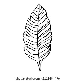 Simple hand drawn doodles. tropical leaves silhouette vector. Hand drawn silhouette palm leaf icon on white background. Cartoon sketch element: greenery Arecaceae, Palmae Palm Leave