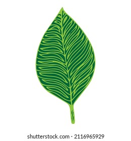 Simple hand drawn doodles. tropical leaves silhouette vector. Hand drawn silhouette palm leaf icon on white background. Cartoon sketch element: greenery Arecaceae, Palmae Palm Leave