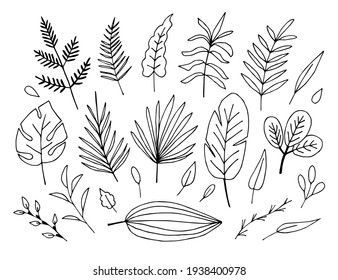 Simple hand drawn floral vector drawing in black outline. Set of tropical plants, palm leaves, branch, twigs, leaf. Elements for creating a pattern, decor. Exotic nature, jungle, forest.