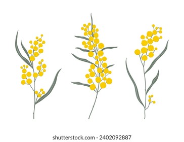 Simple hand drawn golden wattle branches set