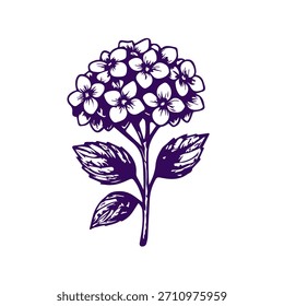 Simple hand drawn hydrangea icon sketch, engraved floral botanical illustration.
