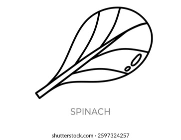 Simple hand drawn icon of Spinach, vector, easy to edit, vegetable, agricultural product.