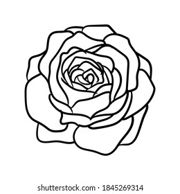 simple hand drawn line art rose flower vector illustration suitable for decoration and logo template