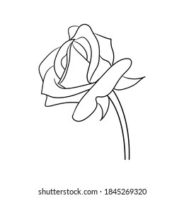 simple hand drawn line art rose flower vector illustration suitable for decoration and logo template