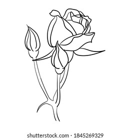 simple hand drawn line art rose flower vector illustration suitable for decoration and logo template