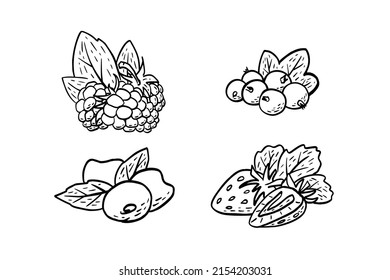 Simple hand drawn sketch of berries (raspberry, blue currant, cherry, strawberry) isolated on white background. Vector illustration EPS10