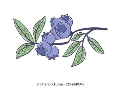Simple hand drawn sketch of bright exotic blueberries isolated on white background. Vector illustration EPS10