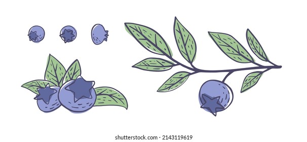 Simple hand drawn sketch of bright exotic blueberries isolated on white background. Vector illustration EPS10