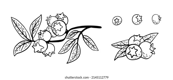 Simple hand drawn sketch of bright exotic blueberries isolated on white background. Vector illustration EPS10
