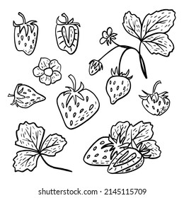 Esbozo simple dibujado a mano de fresas maduras brillantes aisladas en fondo blanco. Ilustración del vector EPS10